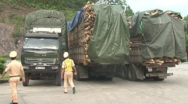 Xử phạt hàng chục trường hợp xe chở gỗ tràm vi phạm Luật giao thông