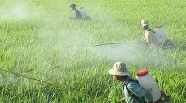 Giá trị nhập khẩu thuốc trừ sâu của Việt Nam tăng mạnh trong tháng 5