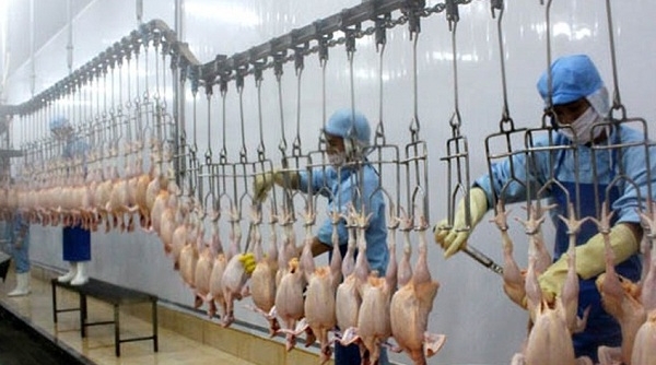 Thêm 2 dây chuyền chế biến thịt gà của Kyou&Unitek được xuất khẩu sang Nhật Bản
