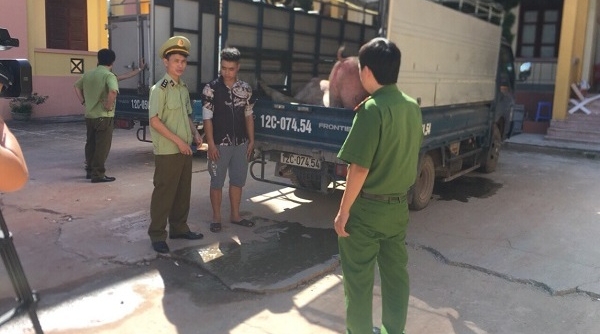 Lạng Sơn: Bắt giữ trên 3 tấn lợn thịt nhập lậu