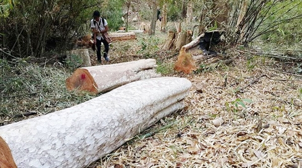 Yêu cầu điều tra vụ 360 ha rừng “biến mất” ở Gia Lai