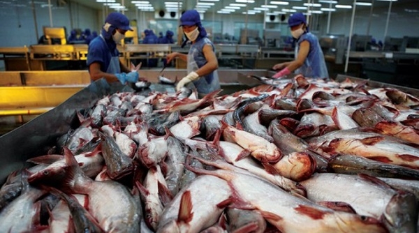Kiểm soát chặt chẽ chất lượng cá tra, basa xuất khẩu sang Trung Quốc