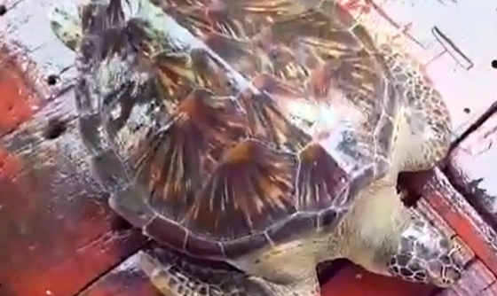 Hà Tĩnh: Thả một cá thể rùa biển nặng 22kg khỏe mạnh về lại môi trường tự nhiên
