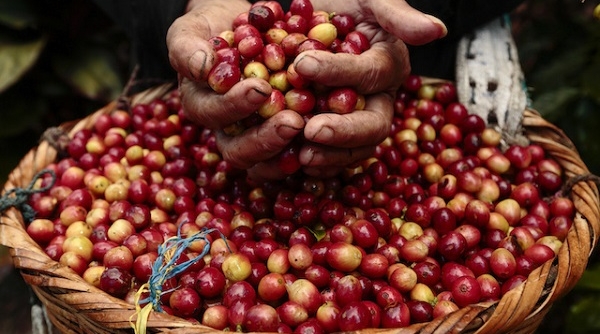 Giá nông sản hôm nay 17/7: Giá cà phê, tiêu tăng nhẹ