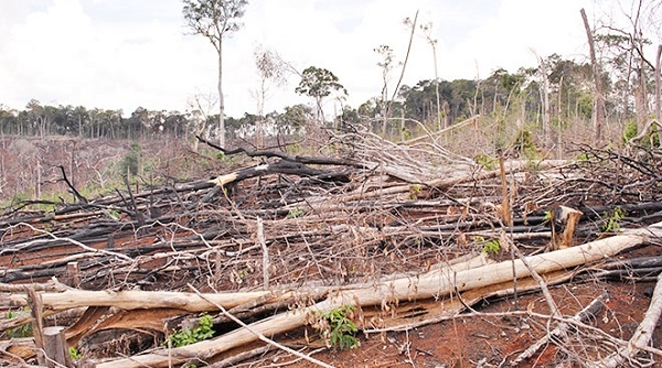 Đắk Nông: Giao khoán rừng không đúng đối tượng, trục lợi từ đất rừng