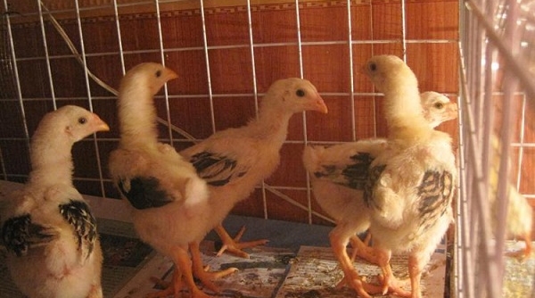 Bắt giữ hơn 1900 con gà giống không có giấy tờ