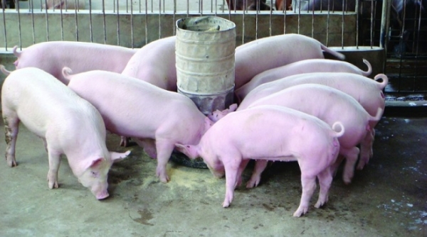Giá lợn hơi tăng "nóng" lên 57.000 đồng/kg