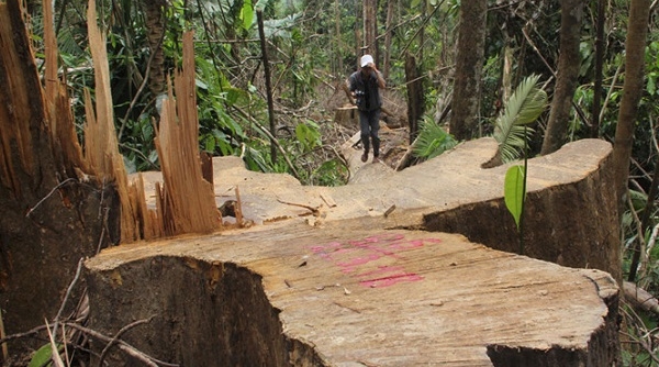 Đối tượng cầm đầu vụ phá rừng lim xanh đã đầu thú sau hơn 2 tháng truy nã