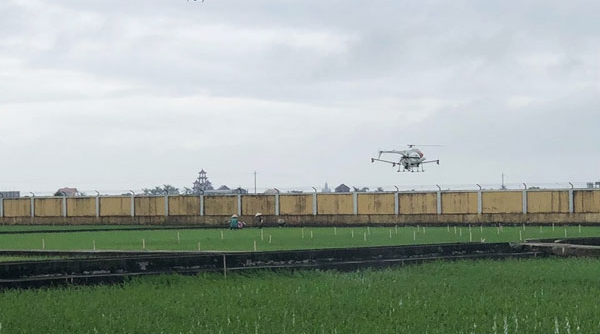 Thai Binh Seed trình diễn máy bay không người lái phun thuốc bảo vệ thực vật