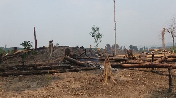 Gia Lai: Khai khống trồng rừng, trục lợi hàng tỉ đồng
