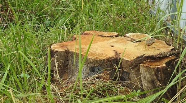 TP. Biên Hoà (Đồng Nai): 'khai tử' 4 cây xanh đang sống thành cây đã chết