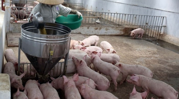 Giá lợn hơi lên đỉnh điểm, Bộ NN&PTNT lo ngại cung vượt cầu
