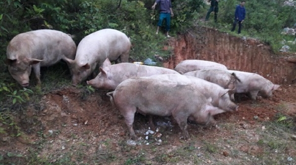 Tiêu hủy hơn 800 kg lợn hơi vận chuyển trái phép qua biên giới