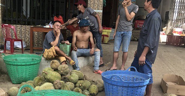 Lâm Đồng: Thông tin chính thức về việc thương lái đua nhau thu mua hạt sầu riêng