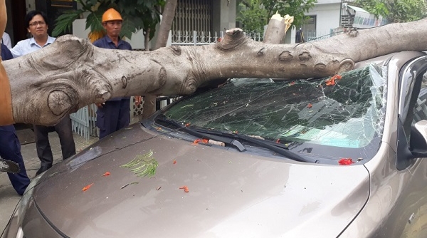 Nha Trang: Bị cây đổ trúng, ô tô 4 chỗ bẹp dúm