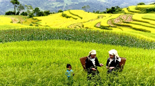 Đến Tuyên Quang ghé thăm ruộng bậc thang Hồng Thái
