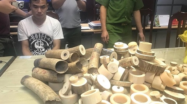 Hà Nội: Bắt giữ 2 đối tượng tàng trữ 179 kg ngà voi