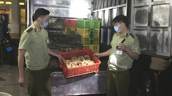 Lạng Sơn: Phát hiện, thu giữ hàng nghìn con gia cầm giống nhập lậu