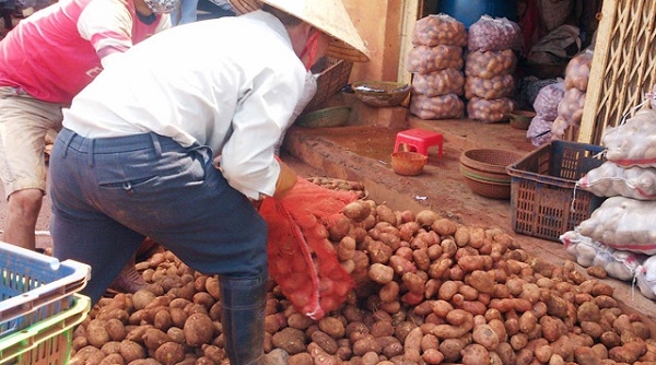 Lâm Đồng: Mạnh tay chi tiền tỷ làm tem chống hàng giả khoai tây