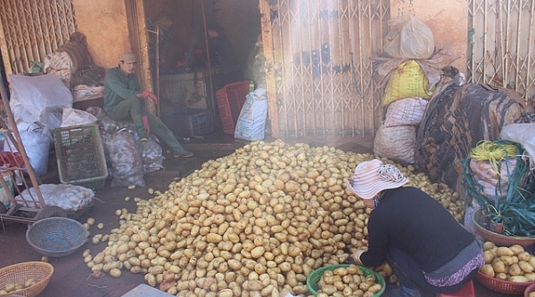 Lâm Đồng: Triển khai “Đề án thí điểm nhận diện sản phẩm khoai tây Đà Lạt”