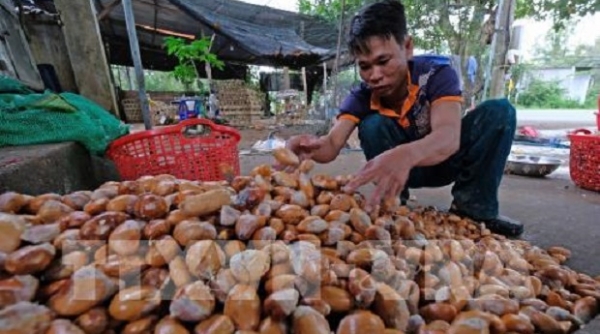 Đồng Nai: Nông dân ồ ạt trồng sầu riêng, tiềm ẩn nhiều nguy cơ cung vượt cầu
