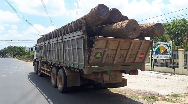 Bắt giữ hạt trưởng hạt kiểm lâm huyện Cư Mgar trong đường dây buôn gỗ lậu của Phượng “râu”