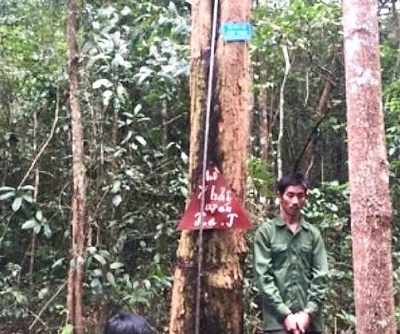 Kon Tum: Tạm giữ 3 đối tượng vào rừng đặc dụng cưa gỗ trắc