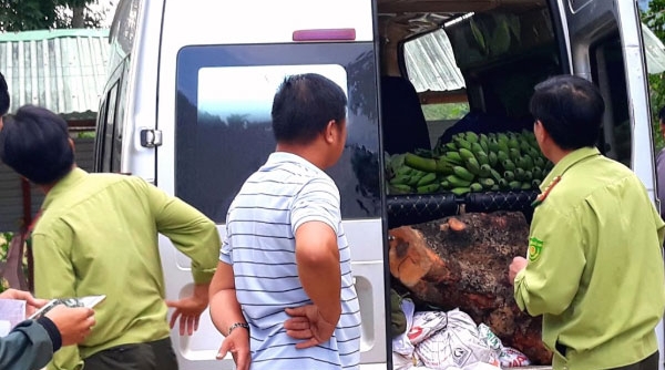 Quảng Nam: Liên tiếp phát hiện nhiều vụ vận chuyển gỗ lậu