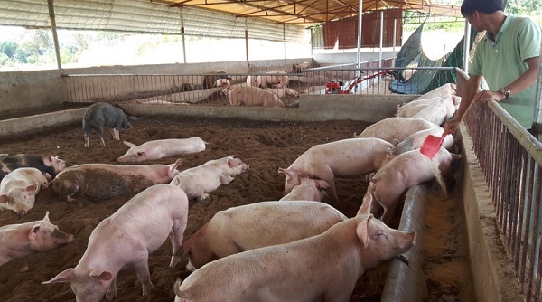 Có nên mở rộng tái đàn chăn nuôi lợn trong giai đoạn này?
