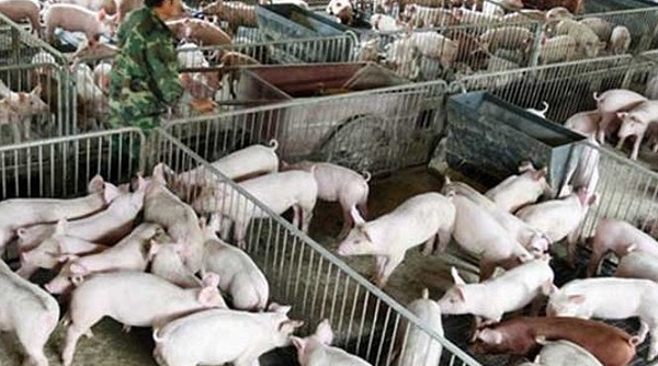 Bộ NN&PTNT ban hành công điện khẩn ngăn chặn dịch tả lợn