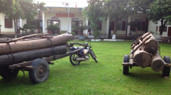 Nghệ An: Dùng xe kéo thô sơ vận chuyển gỗ trái phép