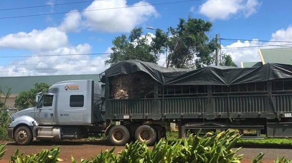 Đắk Lắk: Bắt giữ xe đầu kéo chở cây đa “Khủng”