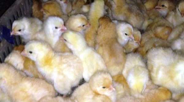 Hải quan Quảng Ninh bắt giữ 17.000 con gà giống xuất xứ Trung Quốc nhập lậu
