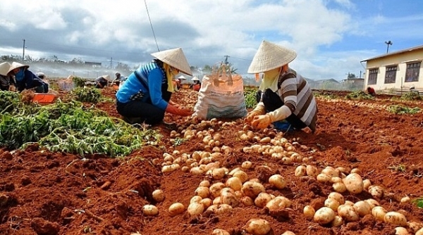 Đà Lạt - Lâm Đồng: Công khai 17 cơ sở kinh doanh nông sản Trung Quốc