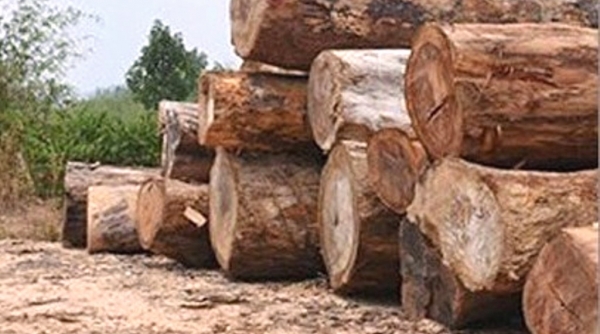 Kon Tum: Điều tra việc gần 90 mét khối gỗ bị mang ra khỏi rừng