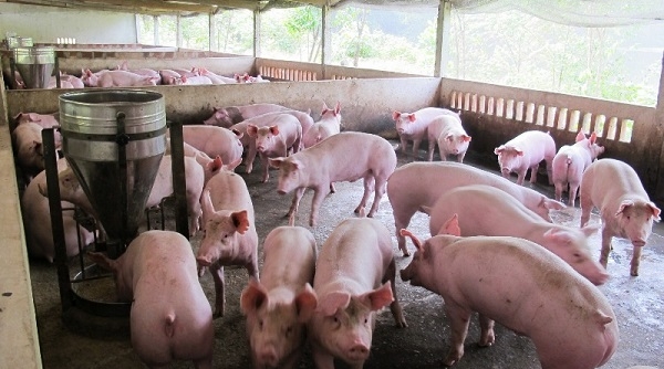 Ngăn chặn bệnh dịch tả lợn châu Phi xâm nhiễm vào Việt Nam