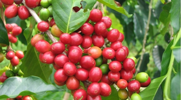 Giá nông sản 18/9: Cà phê tiếp tục giảm, tiêu trở lại mốc 50.000 đ/kg