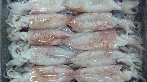 Thái Bình: Bắt giữ hơn 1 tấn cá mực đông lạnh nhập lậu