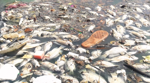 Đà Nẵng: Gần 1 tấn cá chết nổi trắng hồ