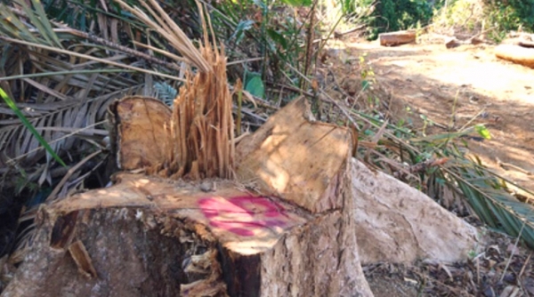 Quảng Nam: Bắt giám đốc doanh nghiệp phá rừng