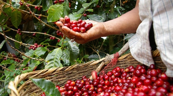 Thị trường nông sản hôm nay (ngày 2/10): Giá cà phê tăng nhẹ, giá tiêu đi ngang