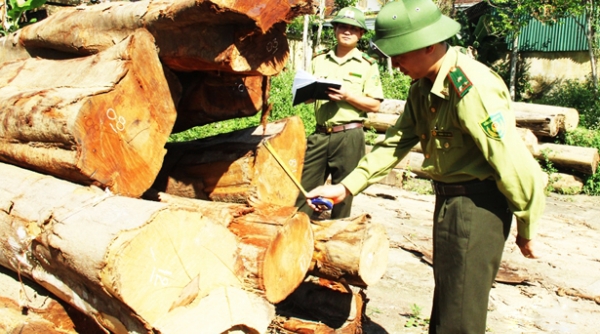 Kiểm lâm Hà Tĩnh: 9 tháng, xử lý 206 vụ vi phạm Luật bảo vệ và phát triển rừng