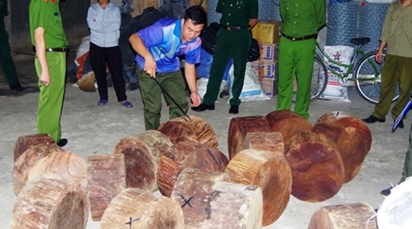 Hà Giang: Mật phục thu giữ 20 cục gỗ Nghiến trái phép