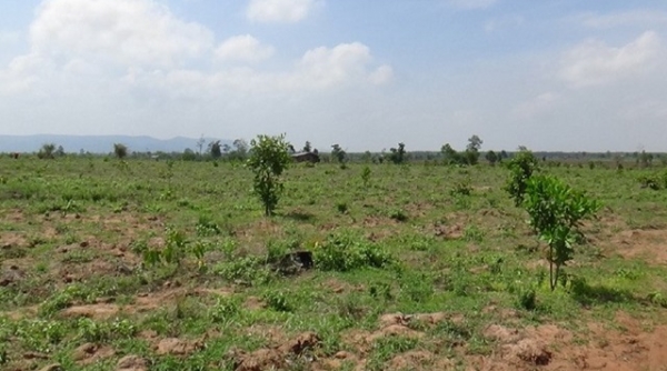 Huyện Lắk (Đắk Lắk): Đề nghị UBND tỉnh thu hồi DA trồng rừng của Tập đoàn giấy Tân Mai