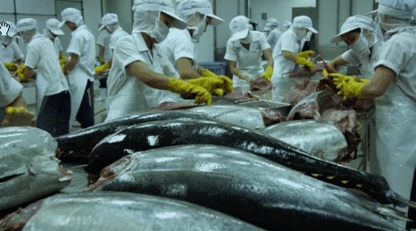 Việt Nam là nguồn cung cá ngừ lớn thứ 3 tại thị trường Ai Cập