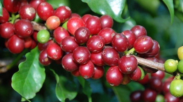 Giá cà phê hôm nay (16/10): Sắp chạm mức 37.000 đồng/kg