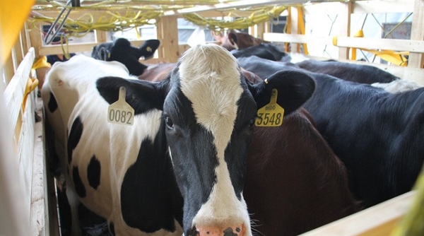 200 cô bò sữa hữu cơ 'cưỡi' máy bay từ Úc về Việt Nam