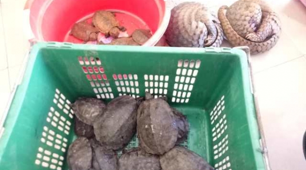 Nghệ An: Bắt đối tượng vận chuyển số lượng lớn tê tê, rùa quý hiếm