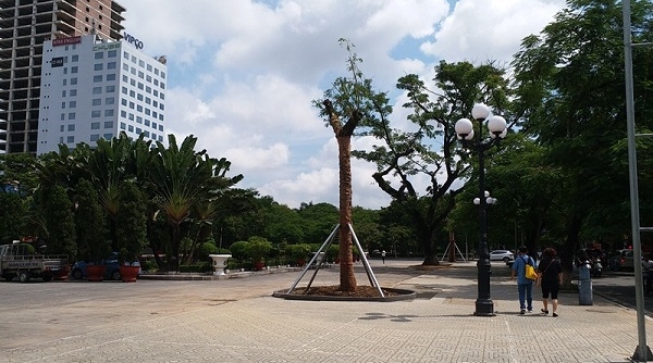 Hải Phòng: Khôi phục cảnh quan quảng trường tượng đài Nữ tướng Lê Chân bằng việc trồng cây muồng ngủ