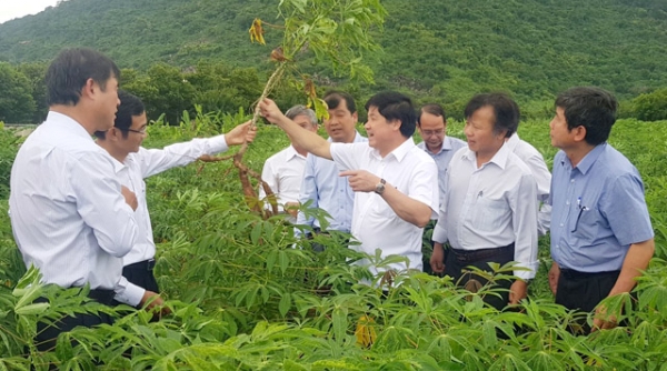 Tây Ninh: Tăng cường giải pháp khống chế khảm lá sắn